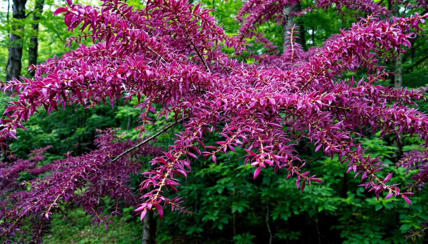 Comment le robinier résiste-t-il naturellement aux parasites et maladies ?