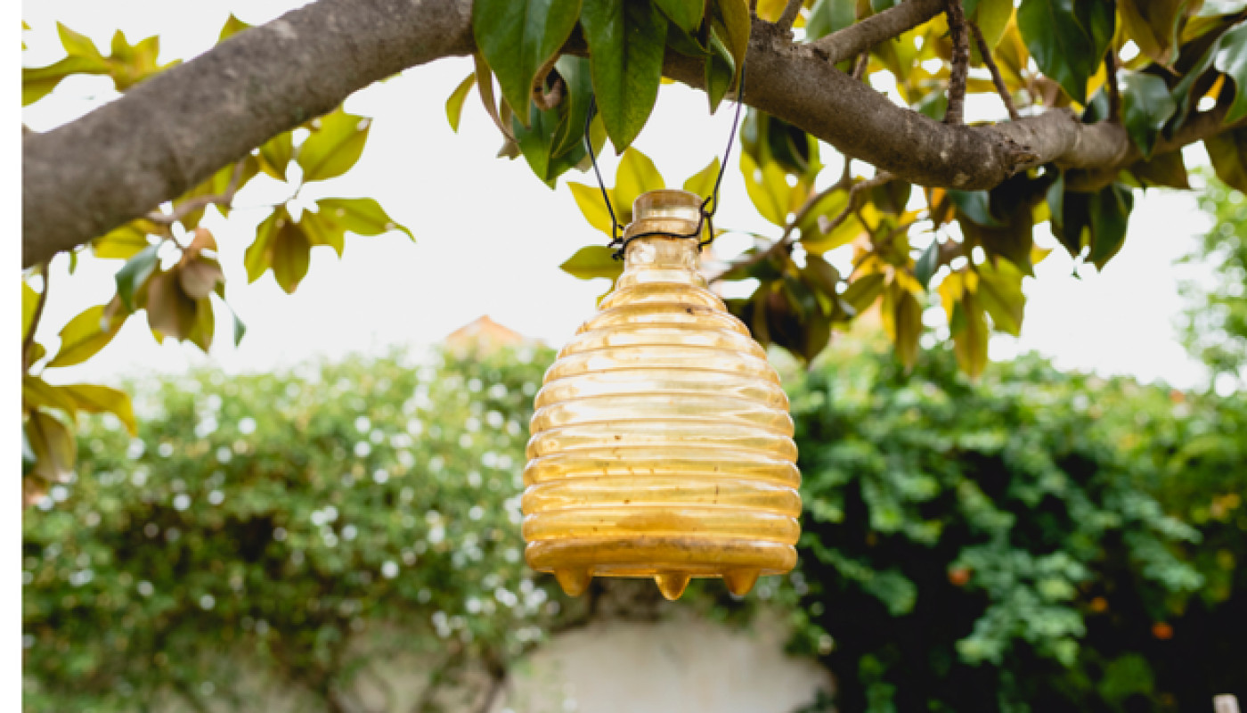Quand faut-il poser son piège à guêpes pour qu’il soit efficace ?